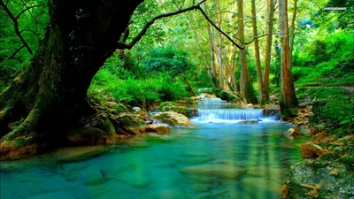 A short waterfall feeds a glowing turquoise pool beneath a leaning tree, colours pushed heavy — the dark bough at top left anchoring the frame.