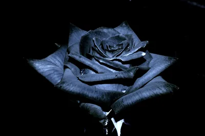 A single rose fills the frame in near-black with cold blue light on the outer petals and a drop of water below.
