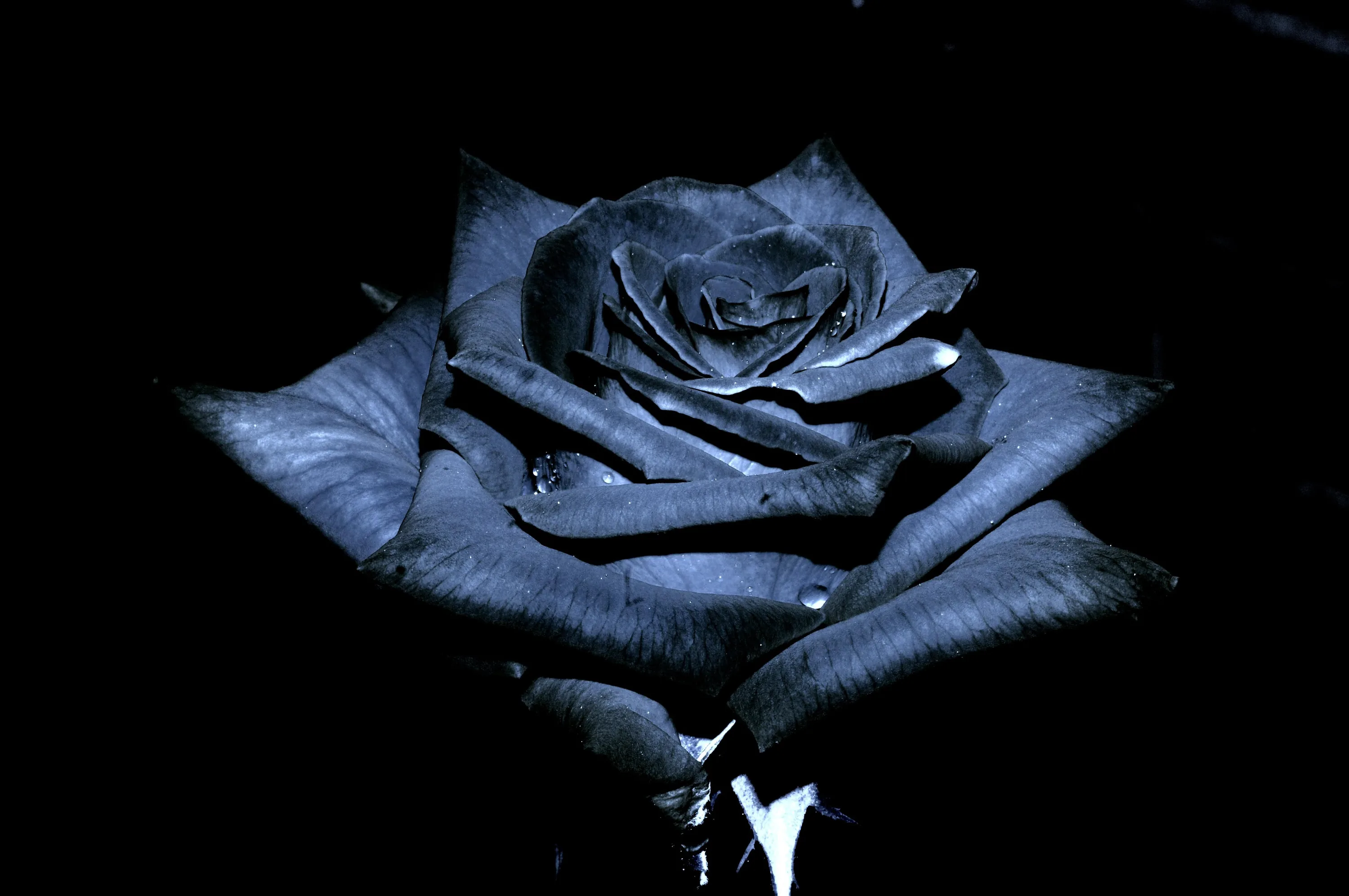 A single rose fills the frame in near-black with cold blue light on the outer petals and a drop of water below.