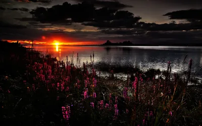 Wild pink blooms crowd the foreground while the sun drops into the sea behind them under a heavy cloud bank.