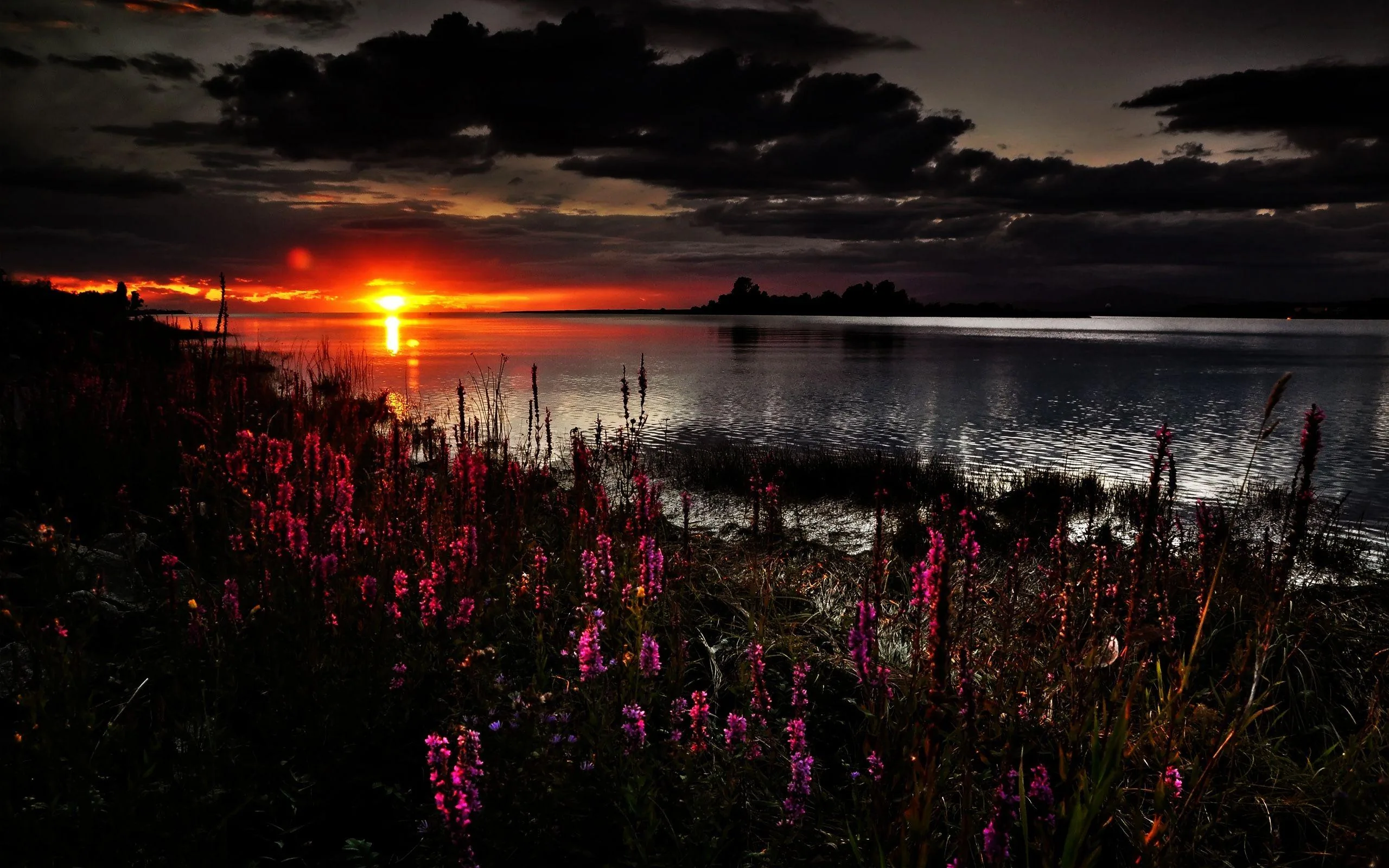 Wild pink blooms crowd the foreground while the sun drops into the sea behind them under a heavy cloud bank.