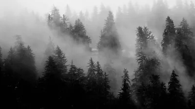 Layers of fog drift between dark pine tops in black and white, the mist brightest along the left of the frame.