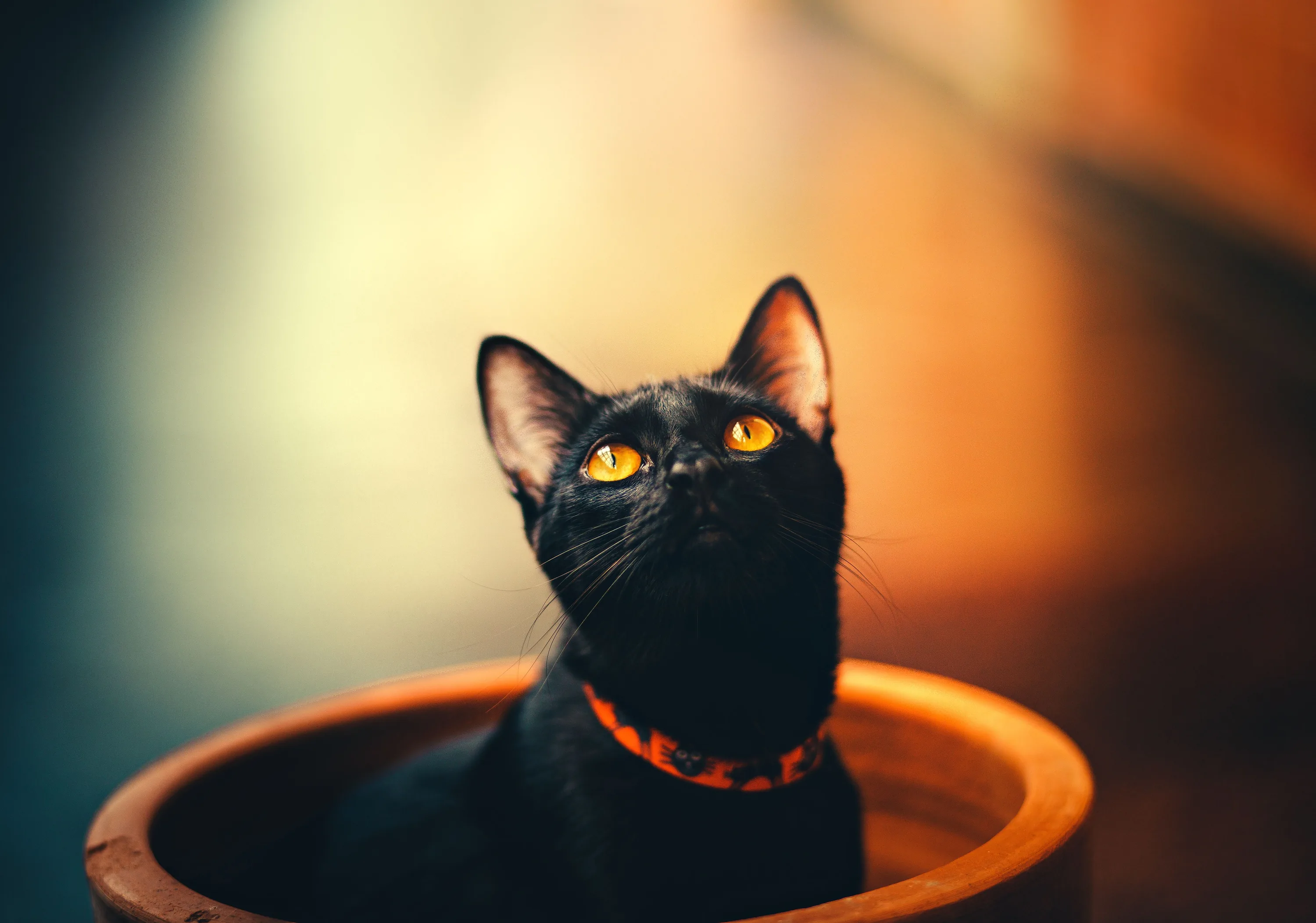 A black cat sits inside a wide wooden bowl gazing up, orange eyes and a patterned collar sharp while the room blurs into teal and rust.