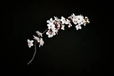 A single branch of white plum blossom curves up from the lower left across matte black, leaving the whole right side dark for app icons.