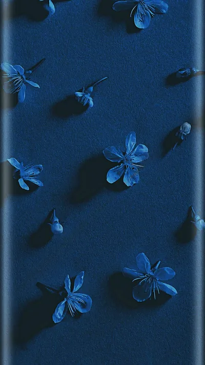 Small indigo blossoms lie scattered across a grainy navy cloth, each raised enough to cast its own soft shadow, with clear space along the top edge.