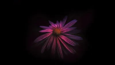 A magenta aster catches a single beam of light, its thin petals streaked with purple against a heavy black vignette.