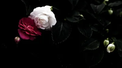 A white rose sits just left of centre with a dark red bloom beside it, glossy leaves and pale buds trailing off to the right.