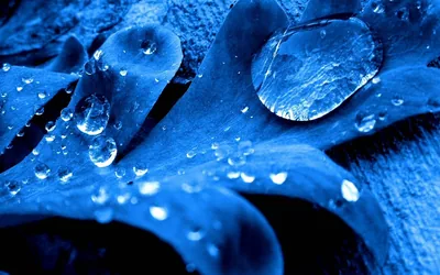 A macro leaf tinted royal blue carries one oversized drop near the top with smaller beads below, the upper right corner slipping toward black.