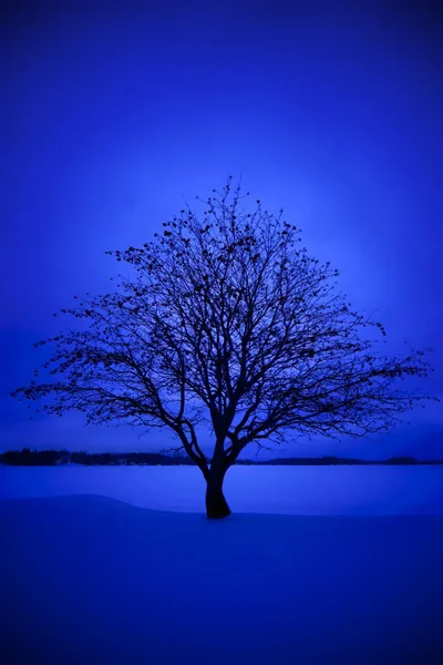 A leafless tree stands alone on an empty snowfield, its branches black against a deep blue twilight sky that fills the top half.