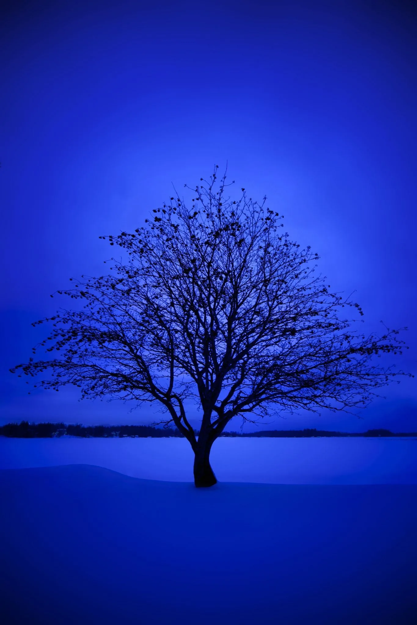 A leafless tree stands alone on an empty snowfield, its branches black against a deep blue twilight sky that fills the top half.