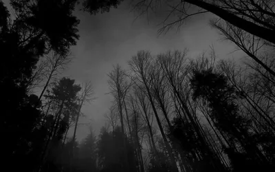 Thin trunks reach up from both sides toward a pale overcast sky, the forest floor lost in shadow.