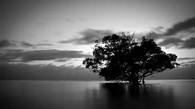 A wide-crowned tree stands alone in shallow water under streaked clouds, the long exposure flattening the surface to glass in black and white.
