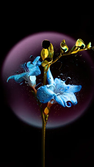 A blue flowering stem stands in front of a soft violet circle of light, water droplets scattered across the petals.