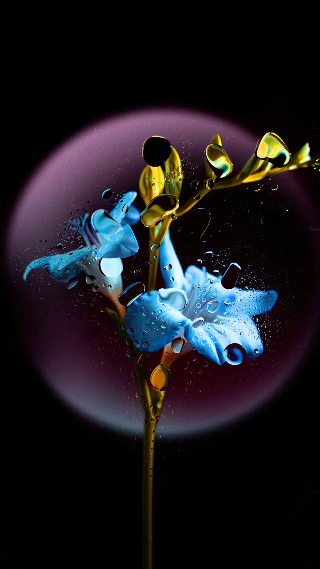 A blue flowering stem stands in front of a soft violet circle of light, water droplets scattered across the petals.