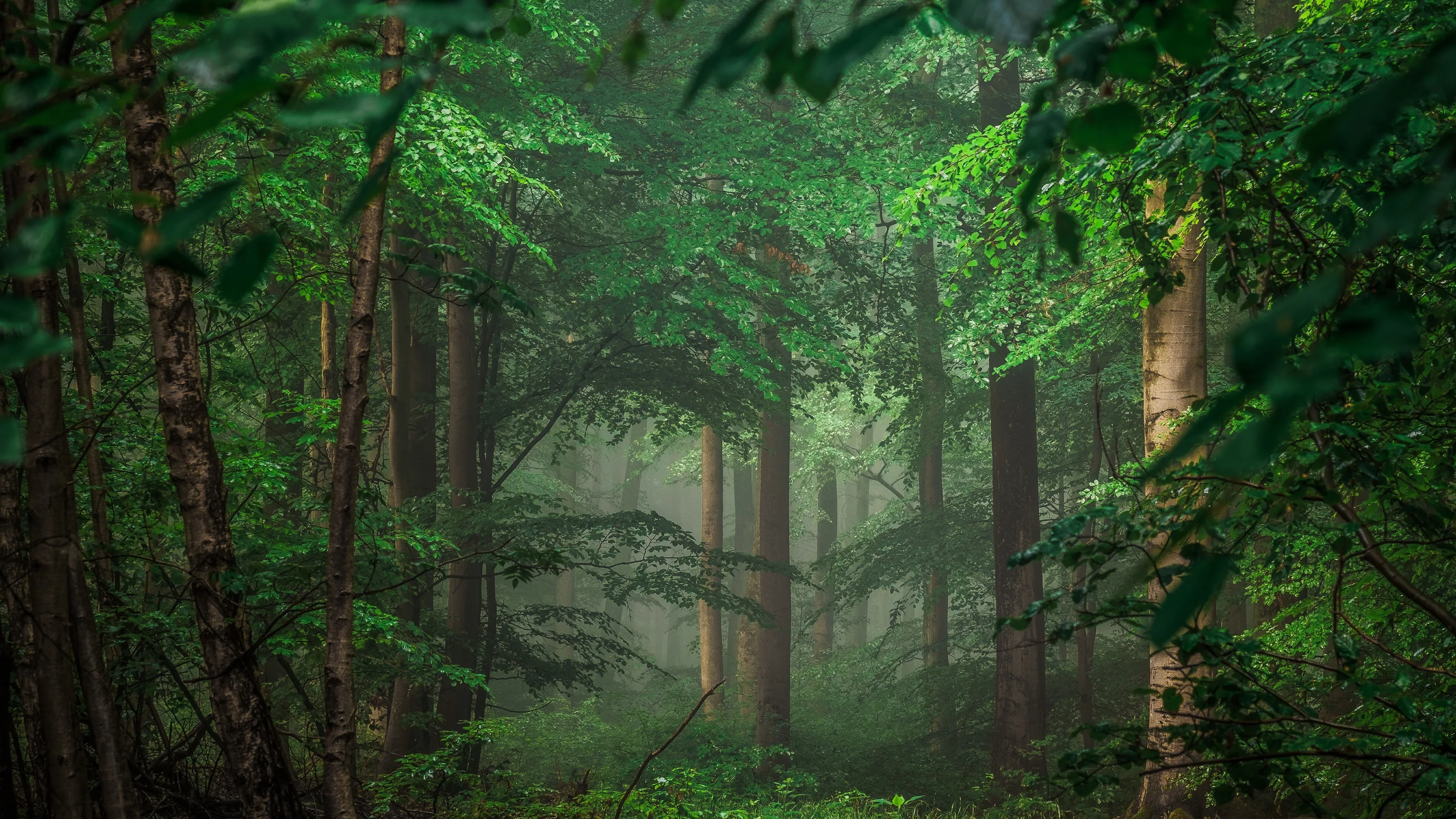 Bright green branches reach across a fog-filled stand of red-barked pines, the pale misty centre giving a natural resting spot for widgets.