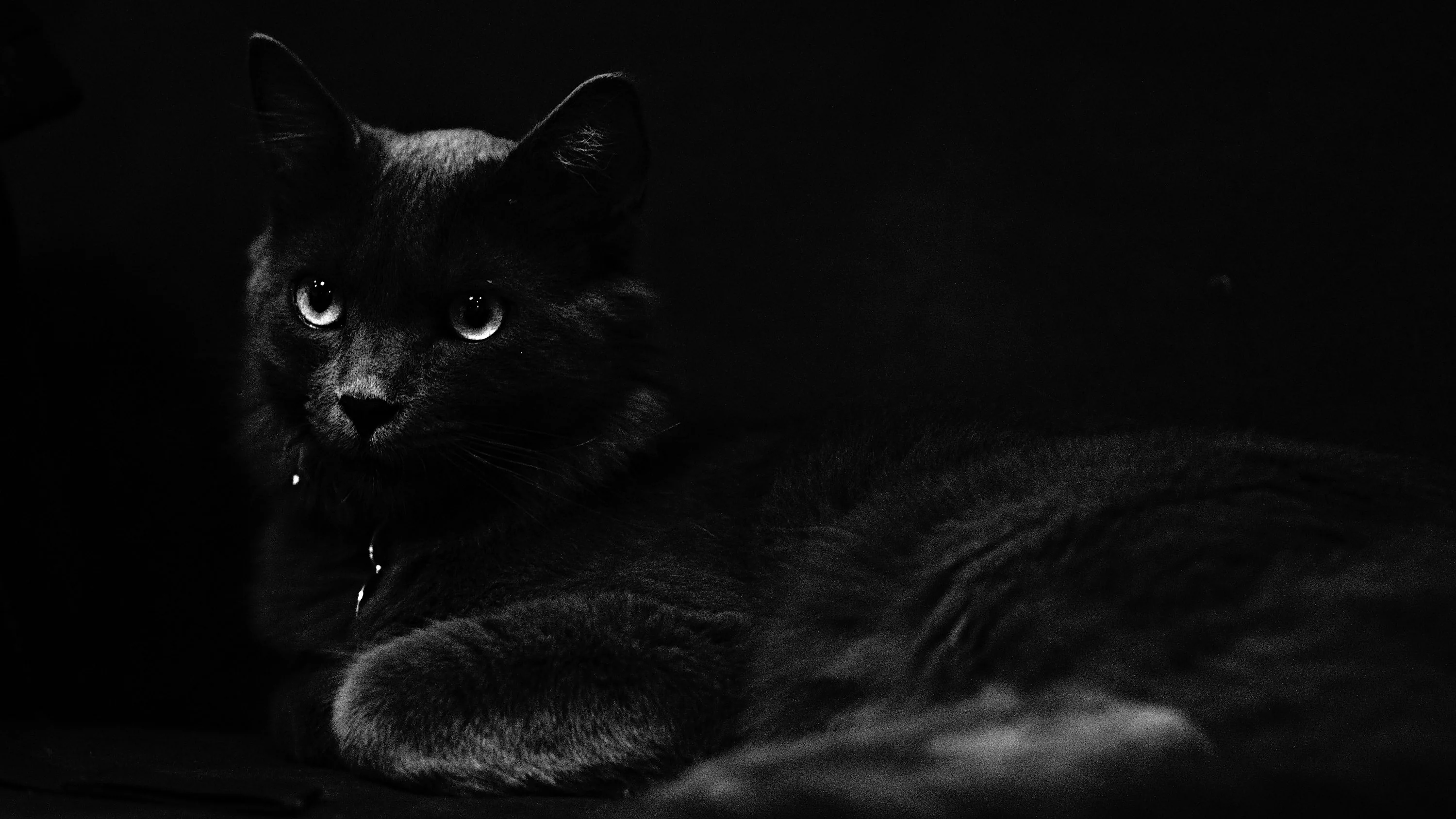 A black and white shot of a cat lying with paws crossed, alert eyes catching a single light source coming in from the left.