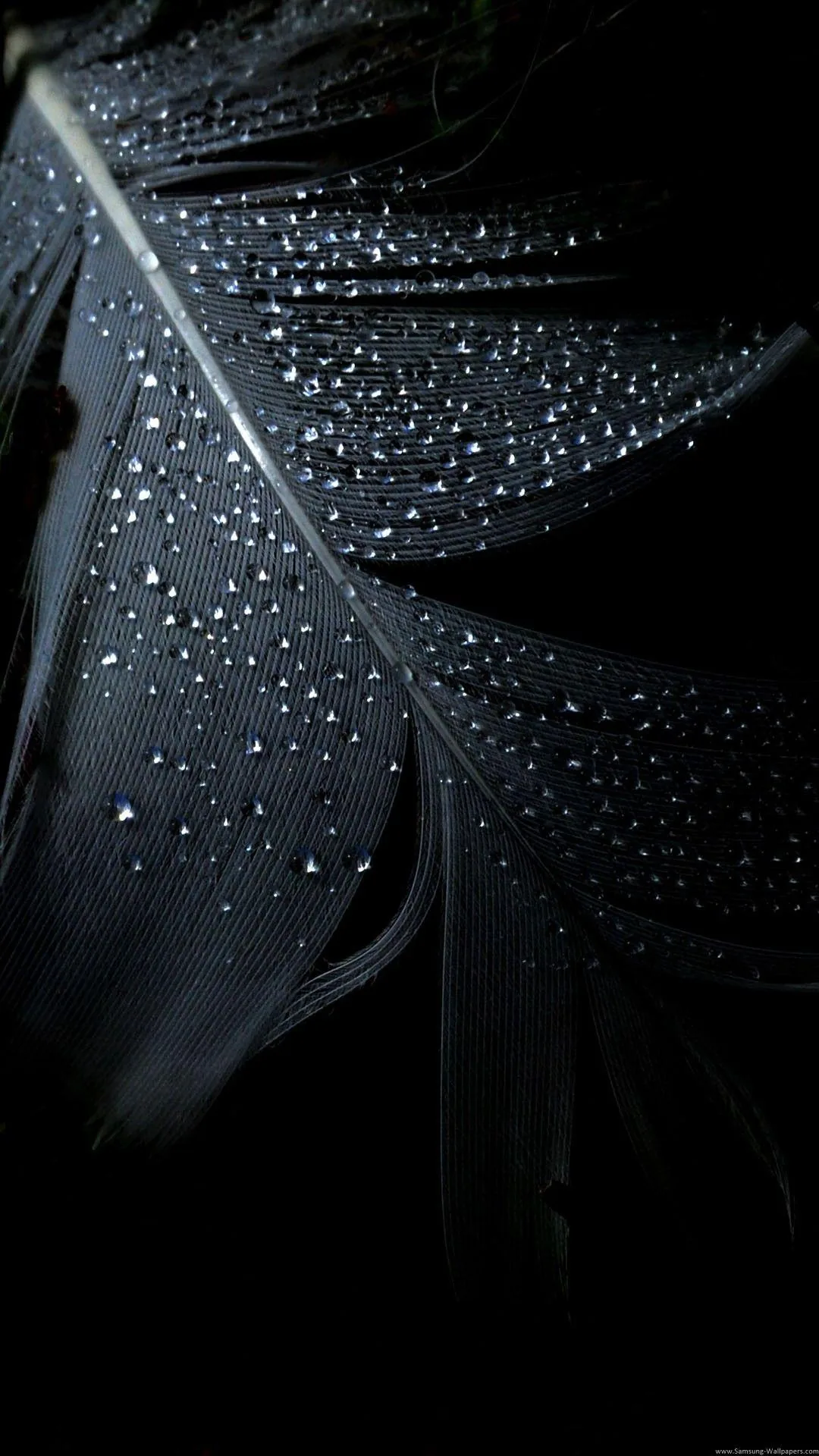 Fine droplets sit along the barbs of a dark feather, each catching a point of light against the black.