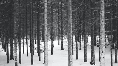 Straight dark trunks repeat across fresh snow, the depth reading only as the trees turn paler toward the back of the stand.
