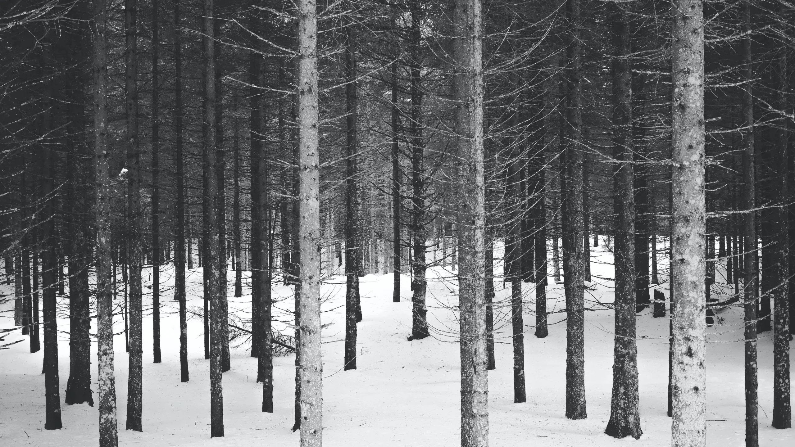 Straight dark trunks repeat across fresh snow, the depth reading only as the trees turn paler toward the back of the stand.