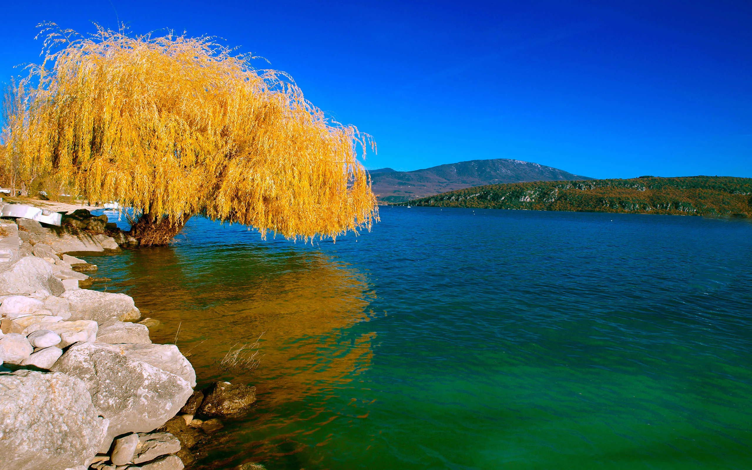 One drooping willow in full autumn gold hangs over teal water from the left bank, leaving the right half of the lake clear for widgets.