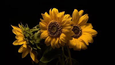 Two open sunflowers and one closed bud lean together in the centre, their leaves dropping into shadow at the base.