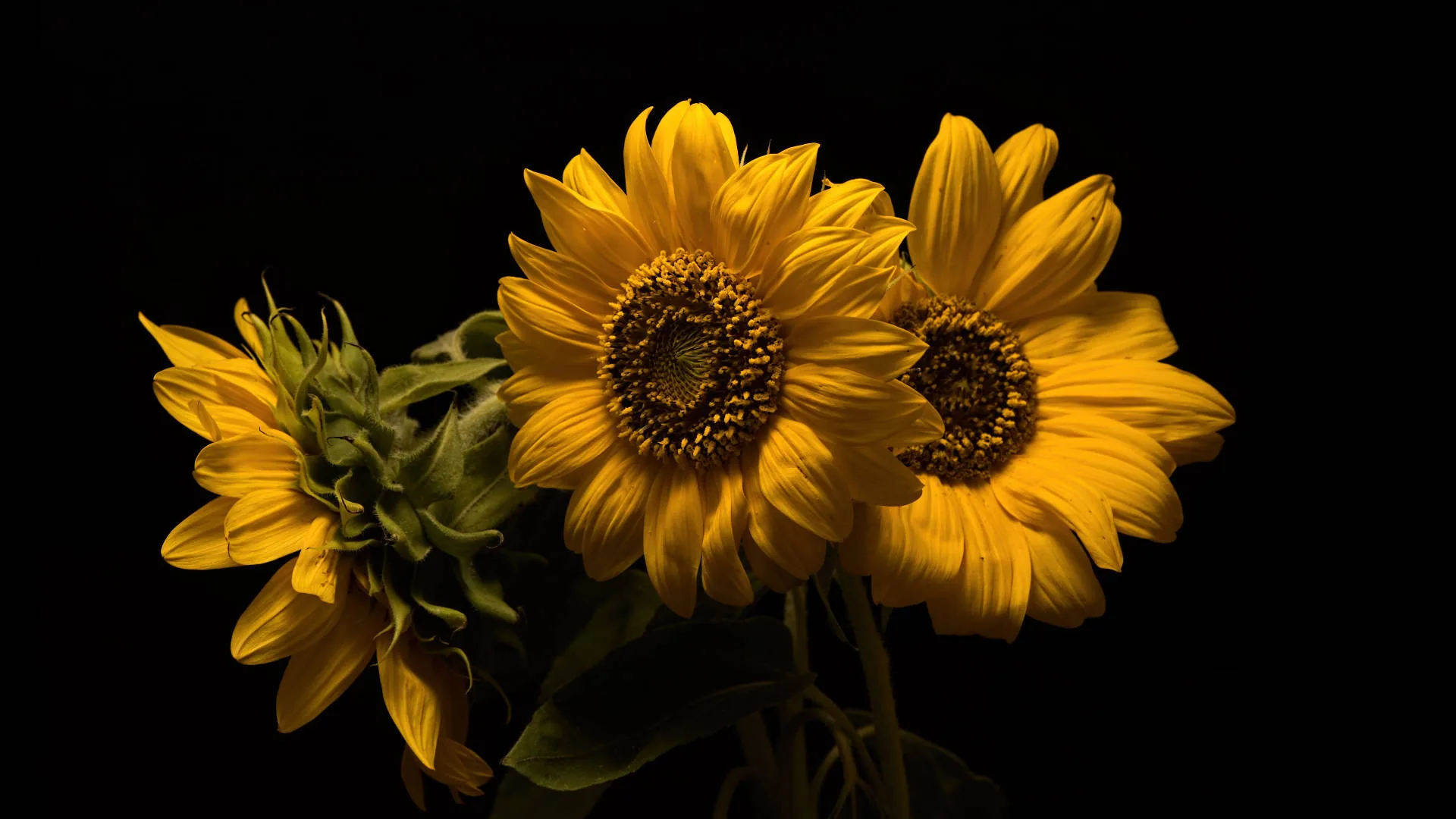 Two open sunflowers and one closed bud lean together in the centre, their leaves dropping into shadow at the base.