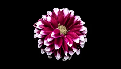 A single dahlia opens dead centre, its magenta petals tipped white, with nothing else in the frame but black.