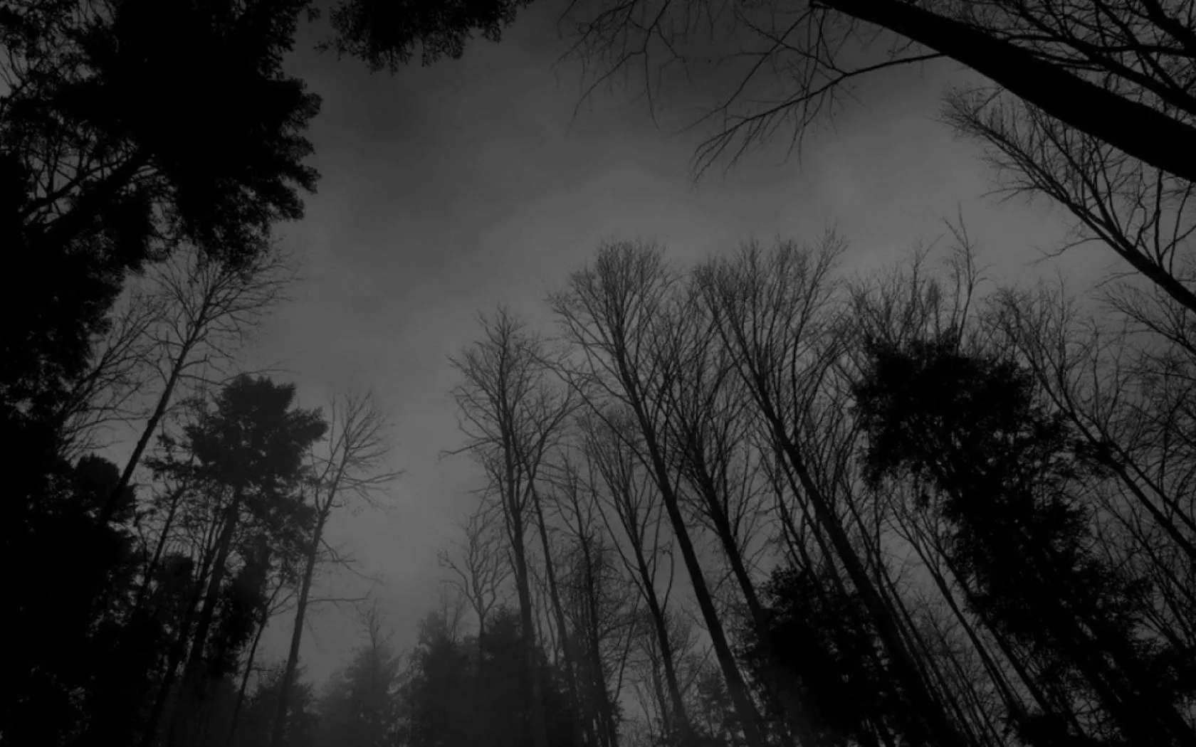 Bare trunks lean inward from every side toward a pale misty sky, shot from the forest floor in flat monochrome.