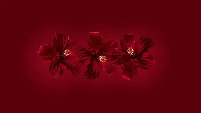 Three deep-red hibiscus flowers sit in a row across the centre of a wine-coloured field, the corners vignetting darker so desktop icons read along the edges.
