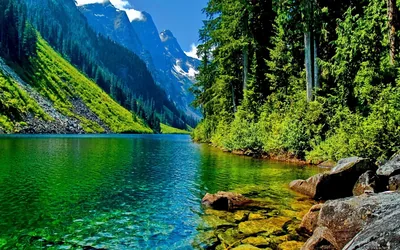 Clear green water runs between a steep sunlit slope on the left and shaded pines on the right, rocks piling into the lower right corner.