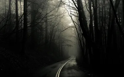 A wet mountain road curves away between black tree trunks toward pale fog, the sepia light strongest at the top while the right edge stays darkest.