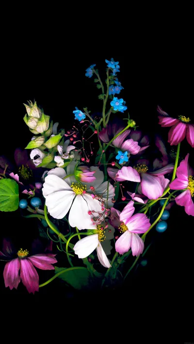 A bunch of pink cosmos, one white flower and sprigs of small blue forget-me-nots sit tight against black, colours pushed bright.