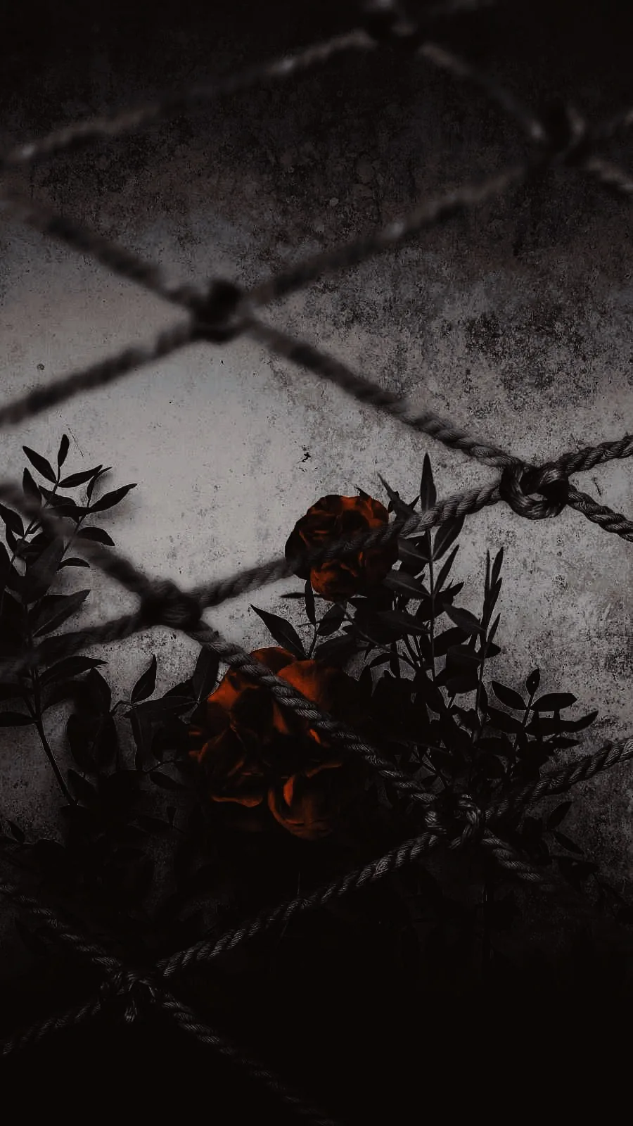Small red blooms and dark leaves push through the diamonds of a chain fence lying over grey tiles, the whole frame dimmed to a moody near-black.