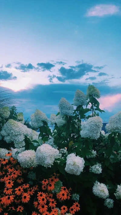 Cone-shaped white flower heads and orange daisies stack up from the bottom edge, leaving the pastel pink-and-blue sky above free for widgets.