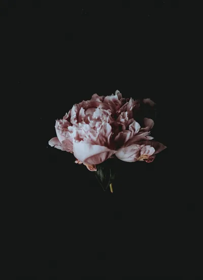 A single peony sits small in a tall black frame, its ruffled petals faded pink and cream, nothing else in the picture.