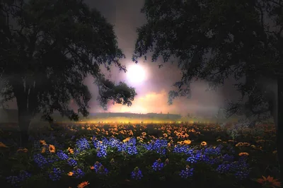 Moonlight pushes through mist between two dark trees, lighting a field of blue and orange blooms across the bottom of the frame.