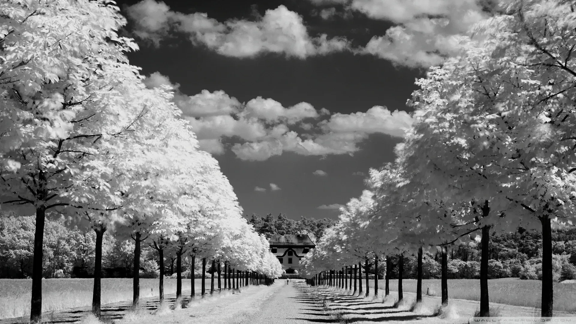 Infrared turns the foliage of an avenue chalk white against a dark sky, the twin rows of trunks converging on a house in the distance.