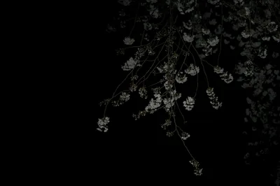 Pale blossom clusters spill down from the top of the frame and thin out toward the bottom left, which falls into clean black for icons.
