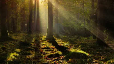 Hard low beams rake from the upper right across mossy ground, tree trunks reduced to silhouettes and the left half sinking to near black.