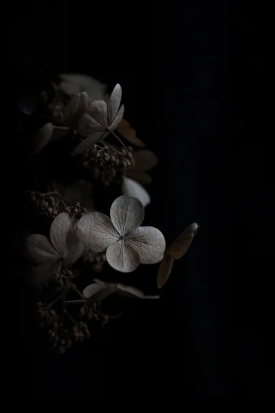 A hydrangea head turns papery brown at the edge of the light, its four-petal florets picked out against a tall frame that drops to black.