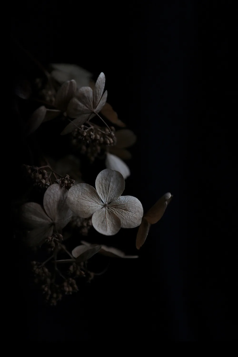 A hydrangea head turns papery brown at the edge of the light, its four-petal florets picked out against a tall frame that drops to black.