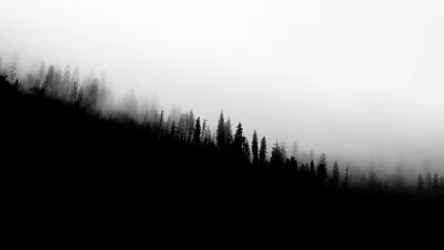 Pines march up a black slope and dissolve one by one into flat white fog, leaving the whole top half of the frame empty.