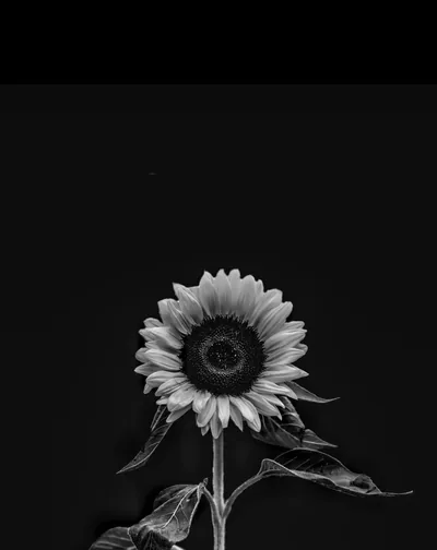 A single sunflower stands against a black backdrop, its petals and leaves picked out in soft monochrome.