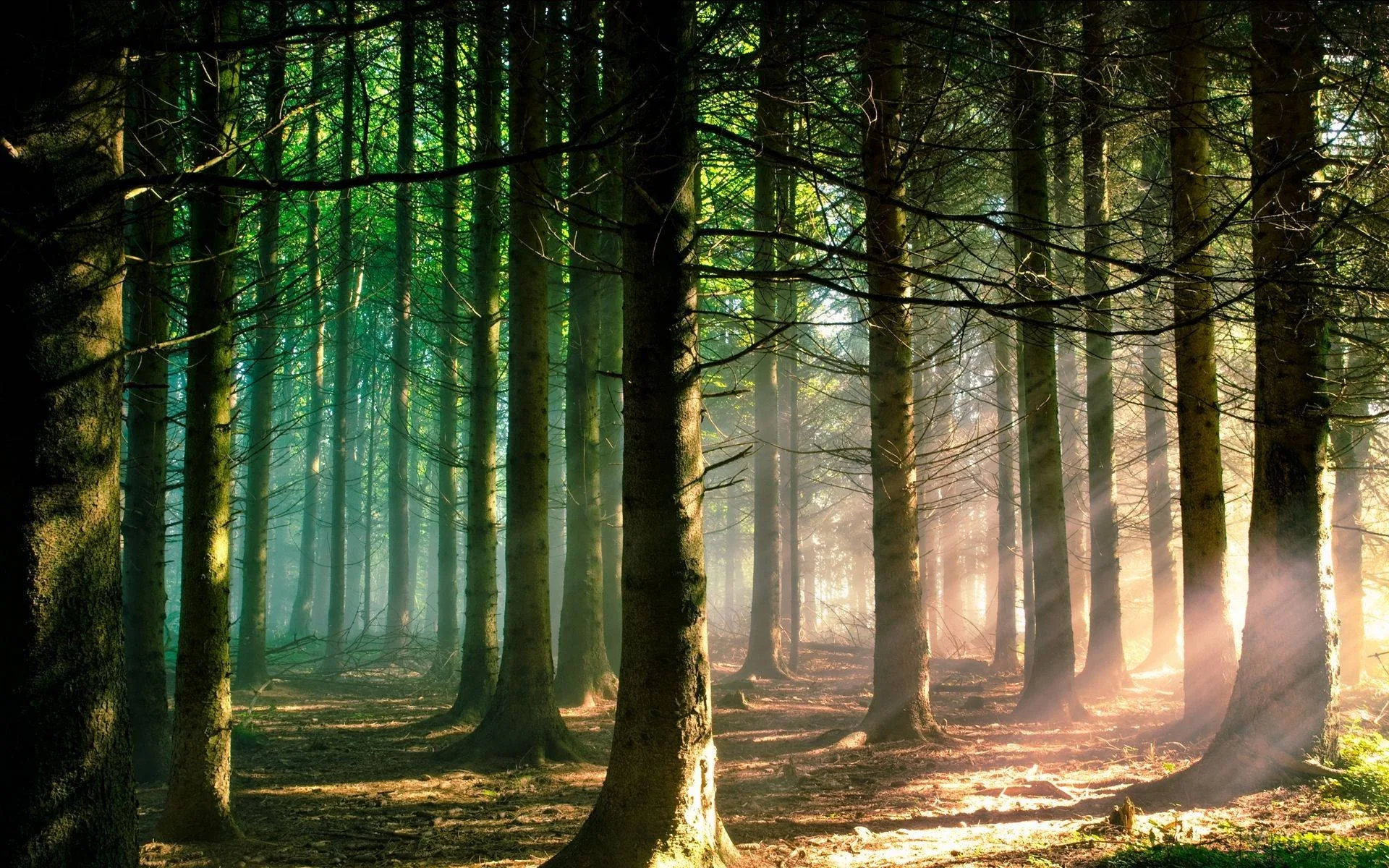 Rows of straight pine trunks stand against low golden light, a faint teal haze on the left and warm rays reaching across bare needle-covered ground.