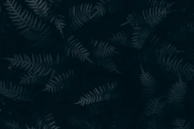 Overlapping fern fronds fill the frame in deep teal so dark it reads as black, the leaf edges only just catching enough light to separate.