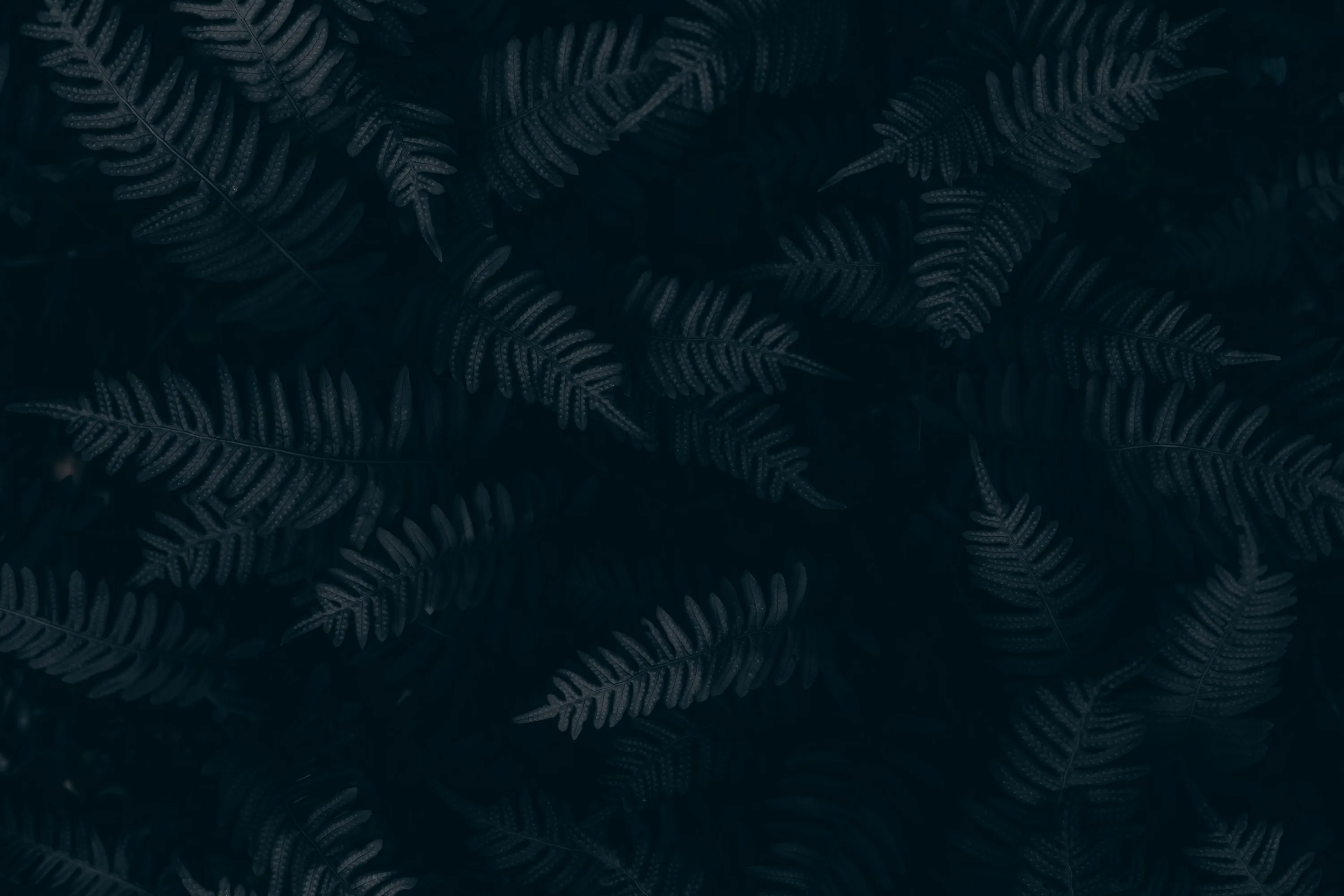 Overlapping fern fronds fill the frame in deep teal so dark it reads as black, the leaf edges only just catching enough light to separate.