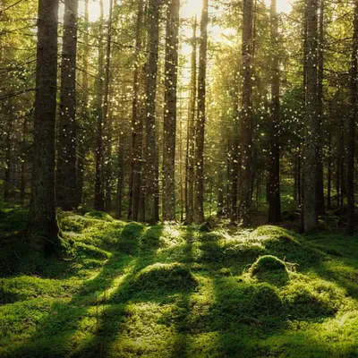 Backlit pollen drifts like sparks between thin trunks above hummocks of deep moss, the square crop keeping the glowing centre clear of edges.