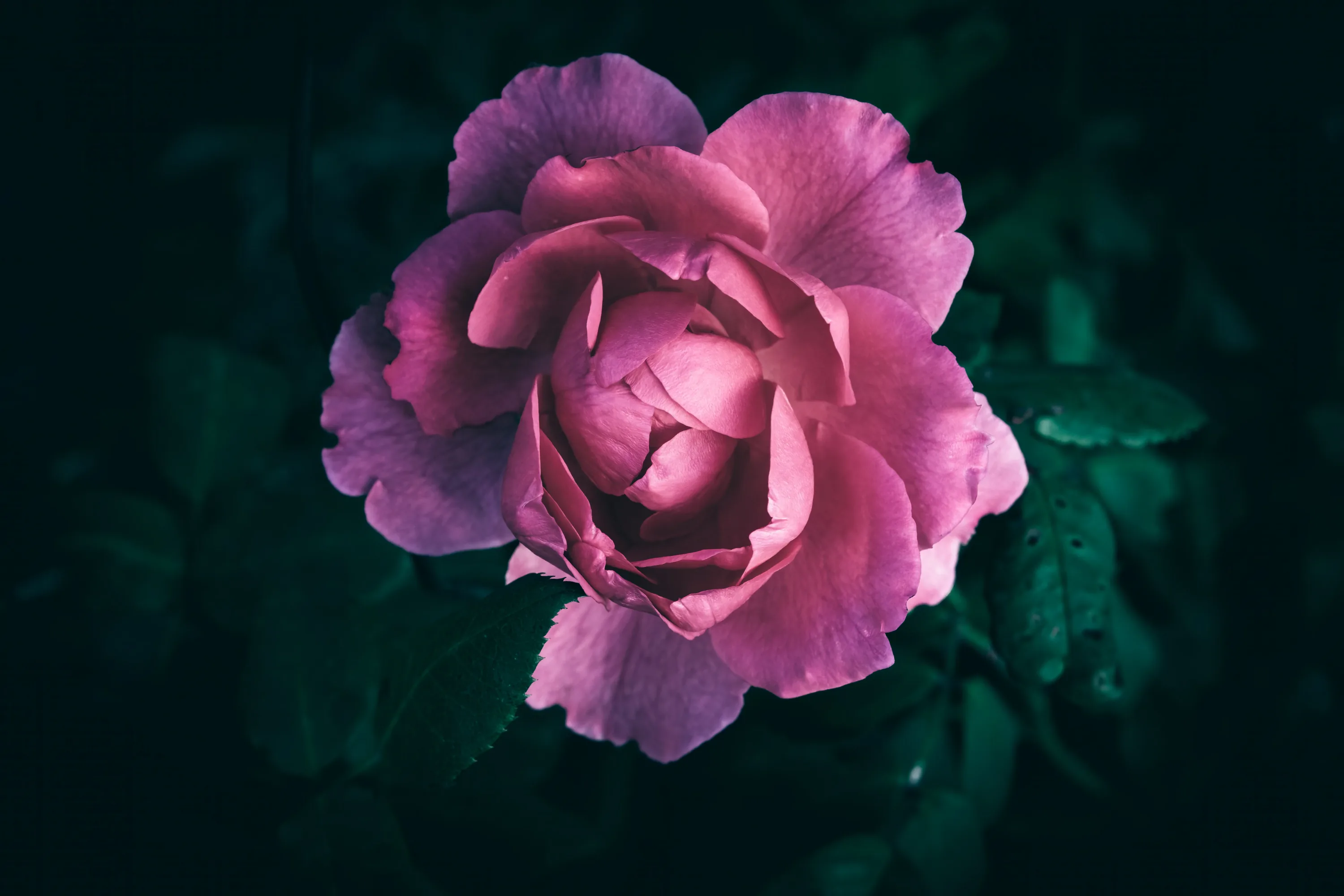 An open pink rose fills the centre, surrounded by leaves so deeply shadowed they read almost black at the edges.