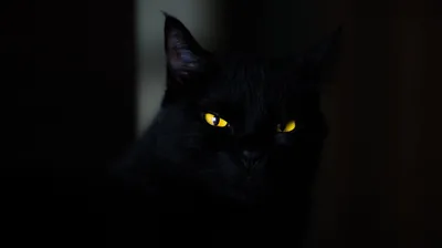 Only two yellow eyes and the faint line of the ears break through; the rest of the cat is swallowed by an unlit doorway.