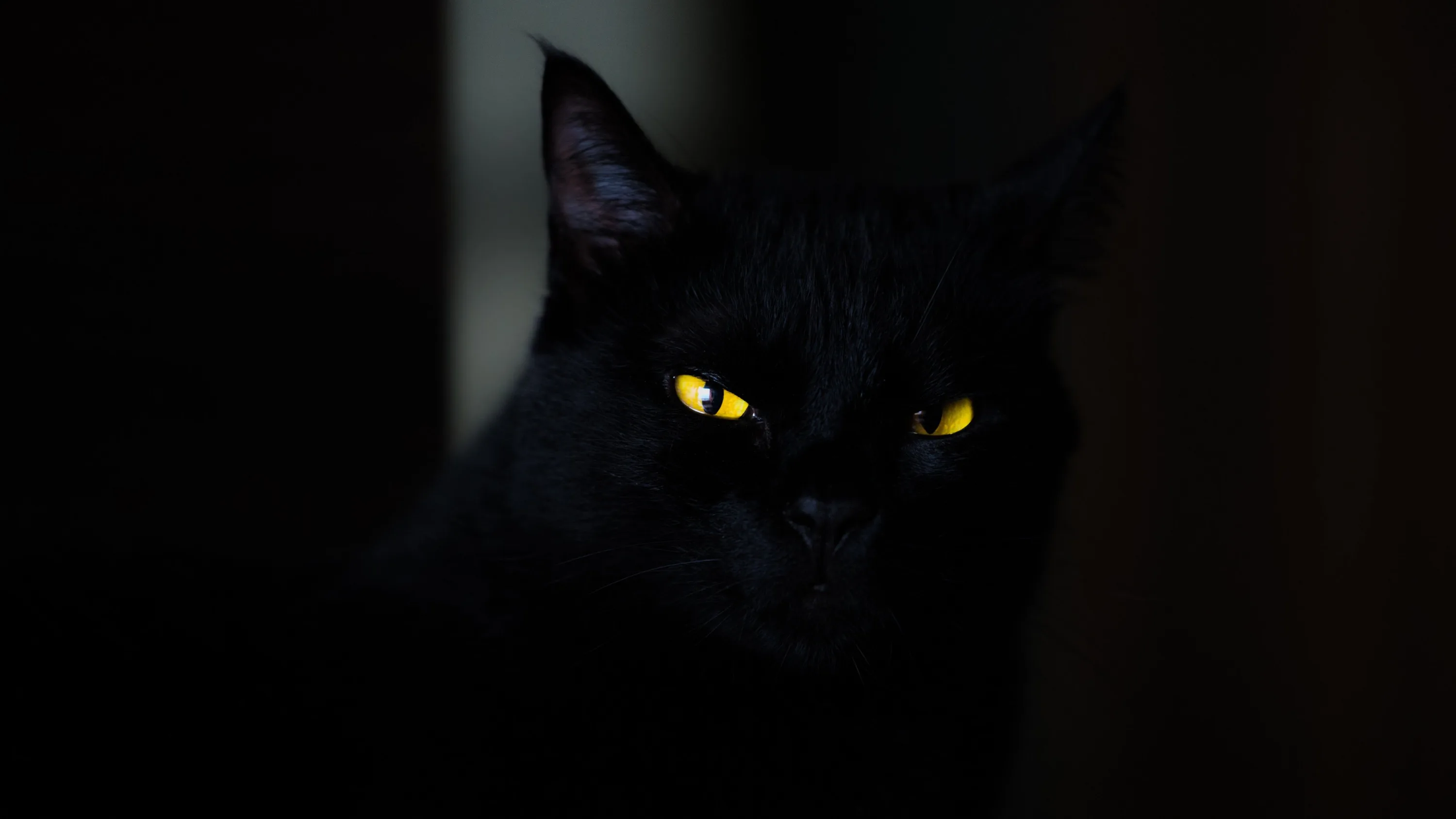 Only two yellow eyes and the faint line of the ears break through; the rest of the cat is swallowed by an unlit doorway.